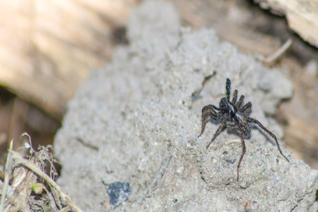 spider  pets  animals  arachnid isolatedの写真素材