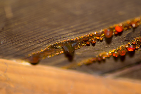 tree resin amber color orange fossil backgroundの写真素材