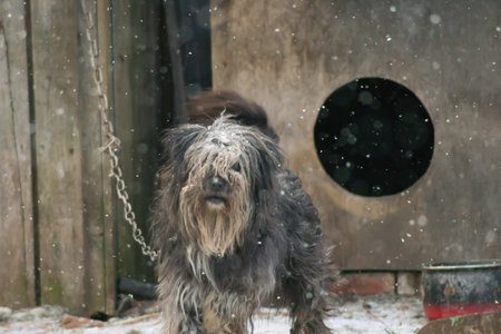 dog pets animals dog animal mammal mouthの写真素材