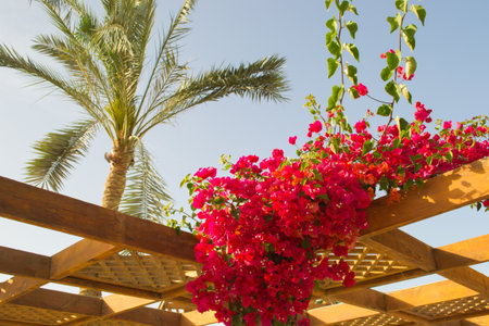 green yellow grass in flower plant nature people purpleの写真素材