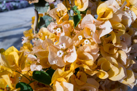 green yellow grass in flower plant nature people purpleの写真素材