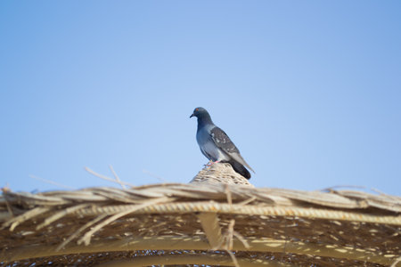 pets bird animals birds white color isolated natureの写真素材