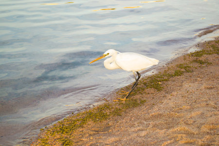 pets bird animals birds white color isolated natureの写真素材
