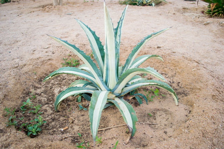 color cactus plant nature no beauty green peopleの写真素材