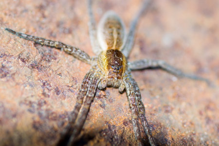 spider pets animals arachnid organism background hairの写真素材