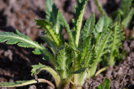 bud nature tree plant green color leaf white springの写真素材