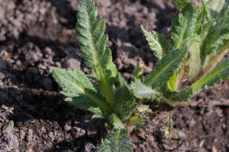 bud nature tree plant green color leaf white springの写真素材