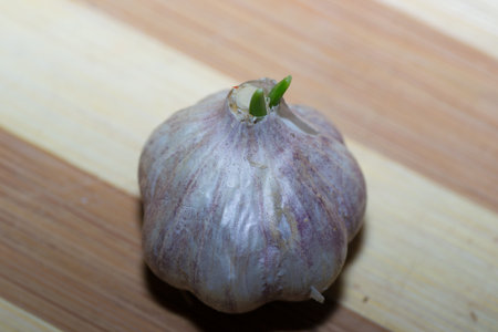 garlic food isolated on people raw no white drinkの写真素材