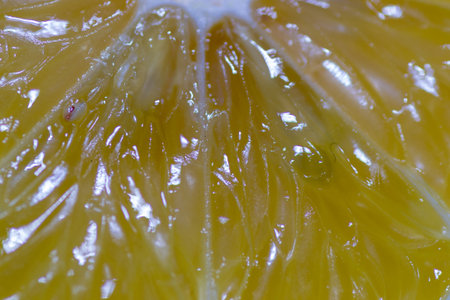 lemon food isolated slice fruit yellow section crossの写真素材