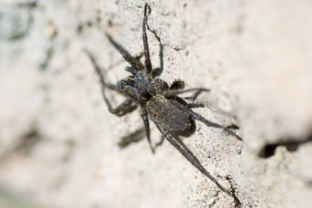 spider pets animals arachnid organism background hairの写真素材