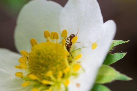 strawberry flower leaf plant,nature berry green whiteの写真素材