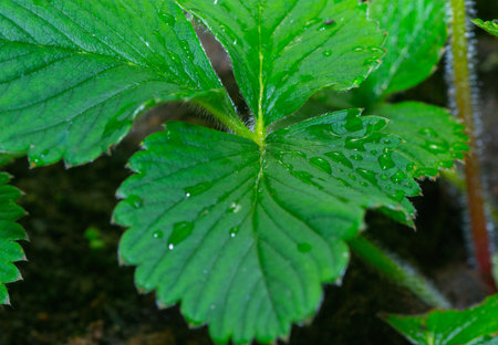 dew nature green grass color leaf blade freshnessの写真素材