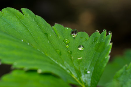 dew nature green grass color leaf blade freshnessの写真素材