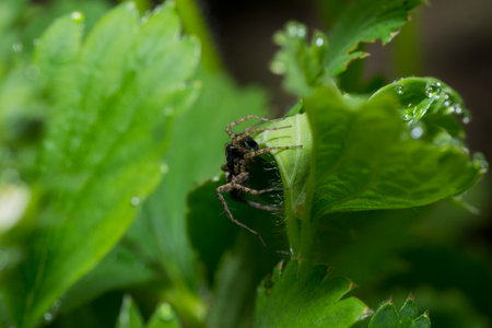 spider pets animals arachnid organism background hair