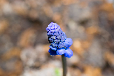 small flower springtime blue flowers nature isolatedの写真素材