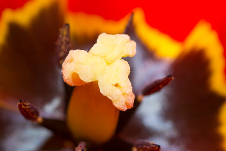 flowers macro single flower close-up nature horizontalの写真素材