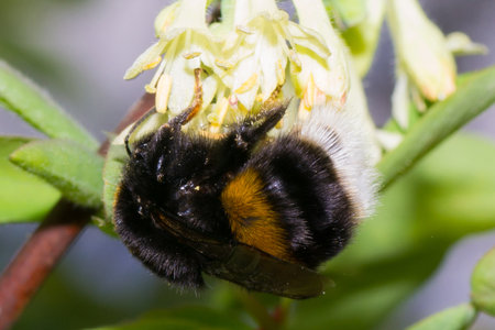 bumblebee bee color insect isolated pets air