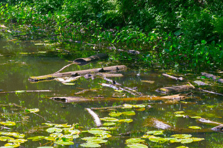 lake pollution water dirty nature river waste environmentの写真素材