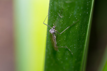 mosquitoes in nature to sit on the grass
