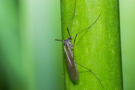 mosquitoes in nature to sit on the grassの写真素材