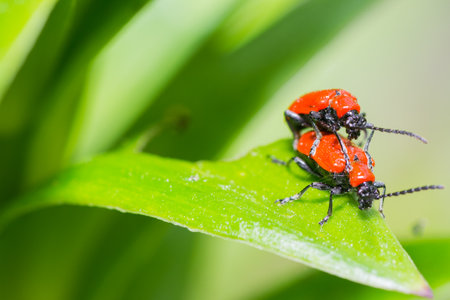beetle nature closeup outdoors bright and colorful