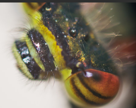 dragonfly eyes closeup on nature bright and colorfulの写真素材