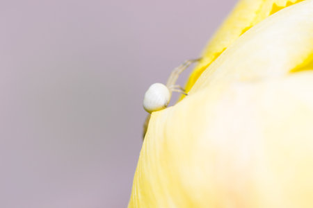 spider on the nature closeup outdoors bright and colorfulの写真素材