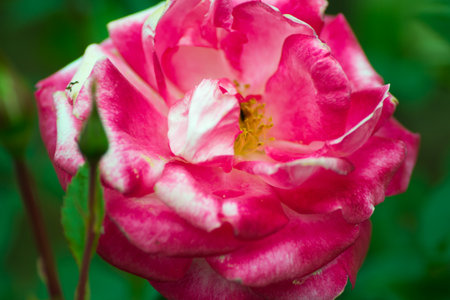 flower nature closeup outdoors bright and colorfulの写真素材