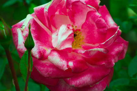 flower nature closeup outdoors bright and colorfulの写真素材