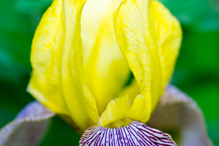 flower nature closeup outdoors bright and colorfulの写真素材
