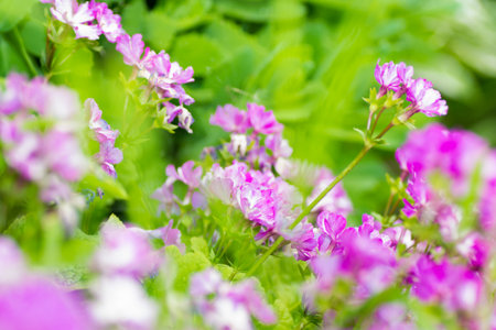 flower nature closeup outdoors bright and colorfulの写真素材