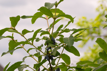 the berries on the nature closeup outdoors bright and colorfulの写真素材