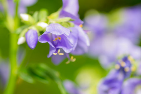 flower nature closeup outdoors bright and colorfulの写真素材