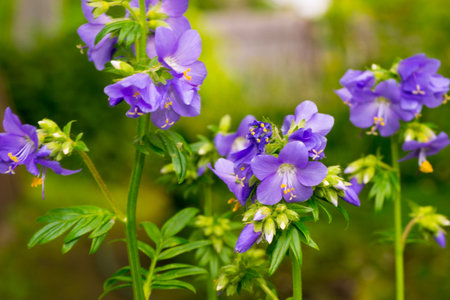 flower nature closeup outdoors bright and colorfulの写真素材