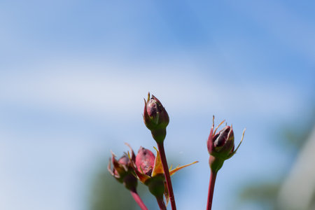 flower nature closeup outdoors bright and colorfulの写真素材