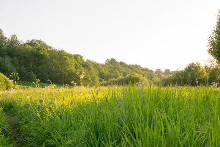 sun color nature landscape sunlight green outdoors