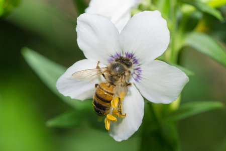 animals bee insect animal pets insects macro whiteの写真素材