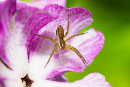 spider pets animals arachnid isolated poisonous, brownの写真素材