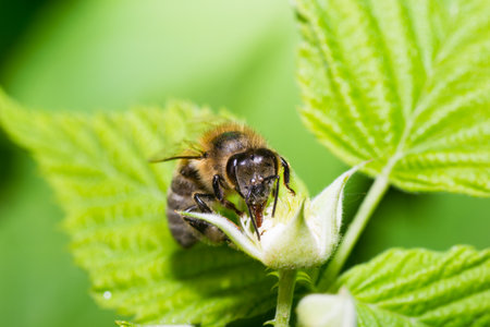 animals bee insect animal pets insects macro white