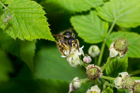 insect wasp animal pets white animals yellow iの写真素材