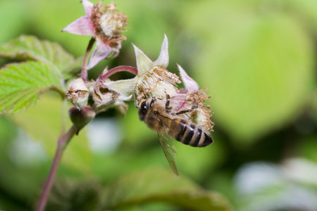 animals bee insect animal pets insects macro whiteの写真素材
