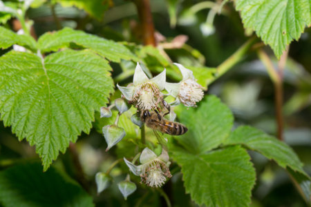 animals bee insect animal pets insects macro whiteの写真素材