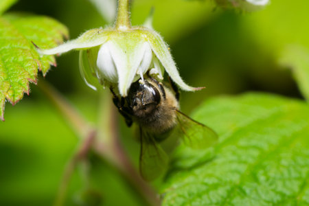 animals bee insect animal pets insects macro whiteの写真素材