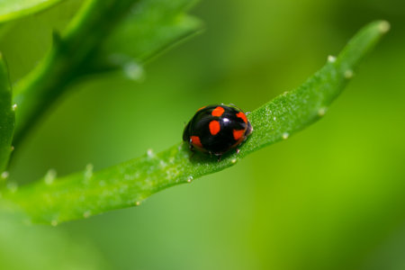 beetle nature closeup outdoors bright and colorfulの写真素材