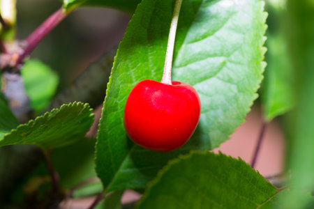 fruits cherry food ripe red on out color background