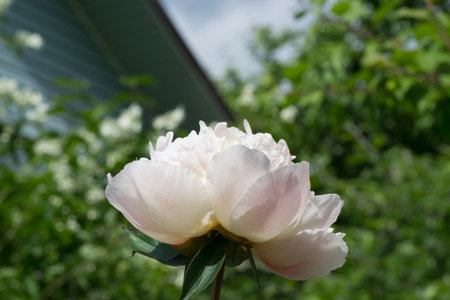 flower nature closeup outdoors bright and colorfulの写真素材