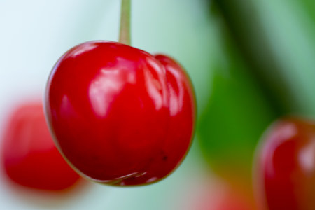 fruits cherry food ripe red on out color backgroundの写真素材