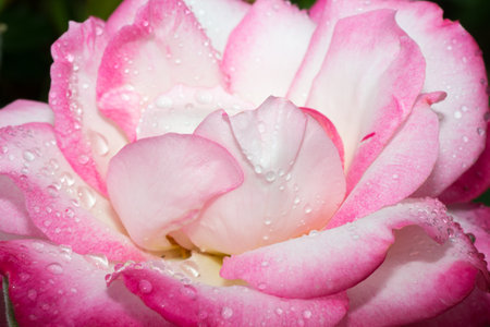 flower nature closeup outdoors bright and colorfulの写真素材