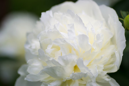 flower nature closeup outdoors bright and colorfulの写真素材