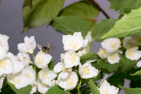 insects color bumblebee bee pets animals macro